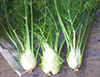 FENNEL image